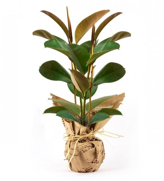 2 li Kauçuk Bitkisi